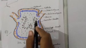 Rachis anatomy of Cycas, Cycas plant for B.Sc 2 nd yr