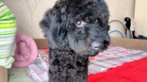 Груминг ПУДЕЛЯ / ОБИДЕЛАСЬ НА МЕНЯ ЗА ТО ЧТО ОСТАВИЛА ЕЁ