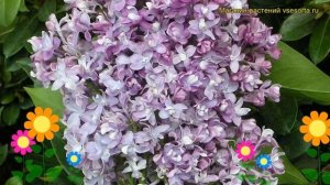 Сирень обыкновенная Изобилие. Краткий обзор, описание характеристик syringa vulgaris