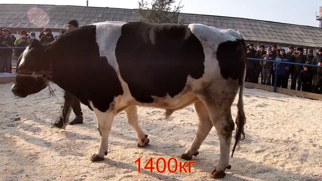 Самый большой бык весит 1400 кг. породистые быки. #бык #порода смотреть онлайн