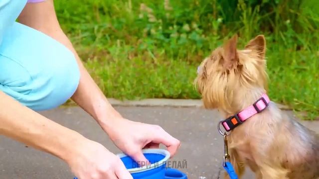 Лучшие лайфхаки для домашних животных для умных владельцев домашних животных ???