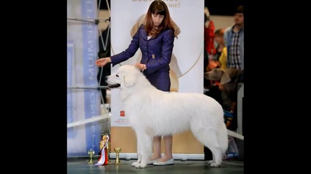 щенки Мареммо-Абруцкой овчарки