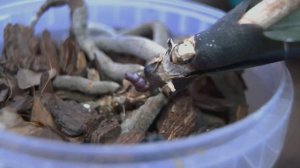 РАЗМНОЖЕНИЕ орхидеи ДОМА! СПОСОБ размножить орхидеи В ДОМАШНИХ УСЛОВИЯХ! орхидеи ВЫРАСТИТЬ ПРОСТО!