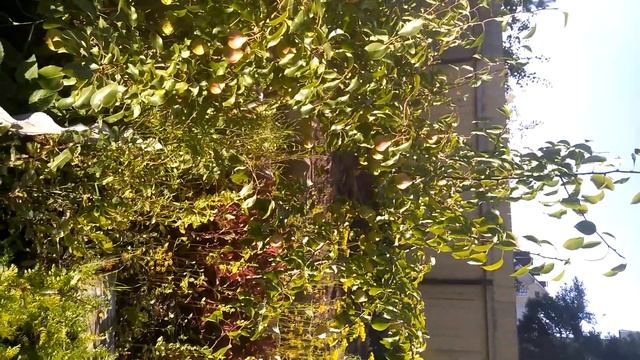 Груша Чижевского Архангельская область смотреть онлайн