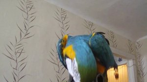 Попугай ара,зовут Филя,говорит и танцует./Macaw parrot, named Filya, talks and dances.