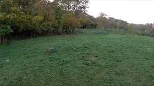 ИЩЕМ КРОЛИКА !!! Волки питбули и дворняжка гуляют вместе. Банда Агопа. Питбули Dragon Life