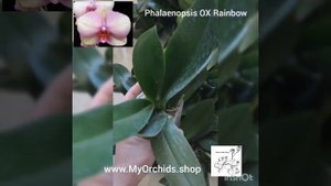 Phalaenopsis OX Rainbow