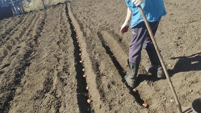 самый лучший способ посадки картофеля