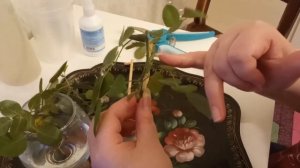 Размножения комнатной розы. Первая посадка черенка.