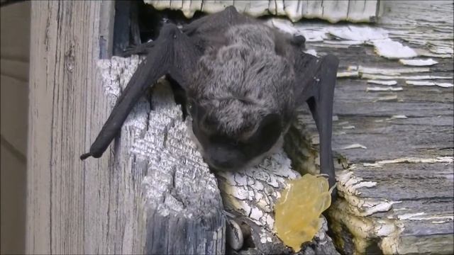 Природа России. Летучая мышь на солнышке смотреть онлайн