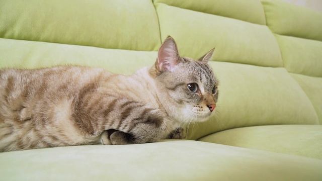 КАЖДОМУ овощу свое время! Веселый ЮКИ и ПОСЛОВИЦЫ смотреть онлайн