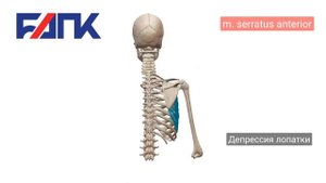 Передняя Зубчатая Мышца (m. serratus anterior)