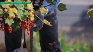 Смородина на штамбе. Подготовка смородины на штамбе к зиме. Обрезка смородины на штамбе осенью.