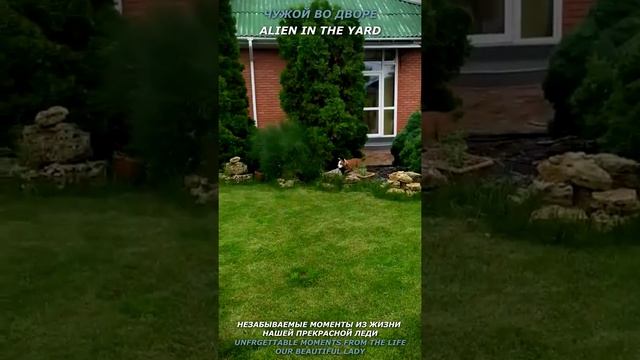 Чужой во дворе. Леди начеку! Alien in the yard. Lady on the lookout! #shorts