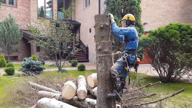 Спилим дерево любой сложности и размера. Переходите по ссылкам в описании!