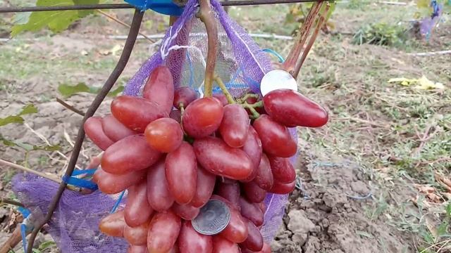 Удачные новые формы винограда 22 сентября. Виноградник Щереденкова В. А