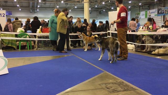 Первая выставка смотреть онлайн