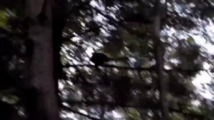 Силки на рябчика, тайга №1