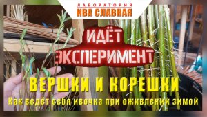 Лаборатория Ивы Славной: Вершки и корешки. Как ведёт себя ивочка при оживлении зимой (05.01.2024)