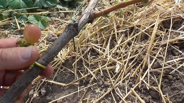 Усик пережал рукав. смотреть онлайн