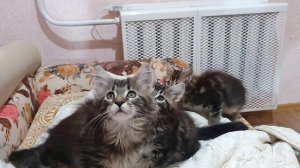 Котята Мейн кун