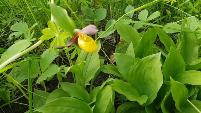 Венерины башмачки. Орхидеи в открытом грунте смотреть онлайн