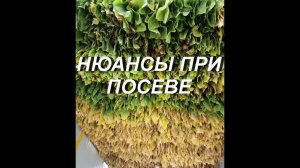 НЮАНСЫ ПРИ ПОСЕВЕ СЕМЯН