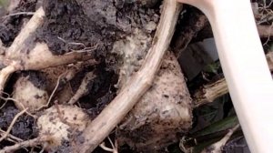 Выкопала клубни георгин Веселые ребята.