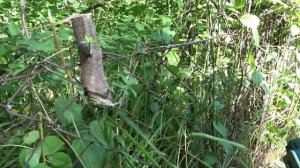 Мини цепная аккумуляторная пила bosch | Пригодится для садовых работ в труднодоступных местах