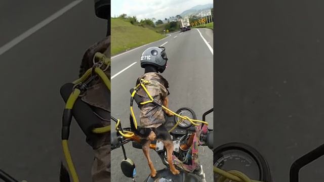 Собачка едет со своим хозяином на мотоцикле.
