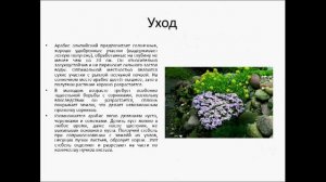 Арабис альпийский