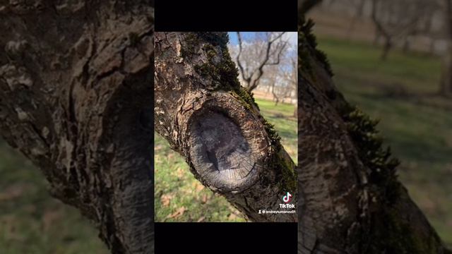 Правильные срезы крупных ветвей.