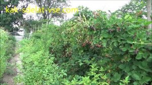 Ежевика садовая Лох Несс (Loch Ness).