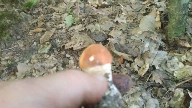 ТИХЕ ПОЛЮВАННЯ. 9 ВЕРЕСНЯ 2021Р. БІЛІ ГРИБИ,ПІДБЕРЕЗНИКИ,ПІДОСИЧНИКИ. РІВНЕНСЬКА 0БЛ. ЗАРІЧНЕ. смотреть онлайн