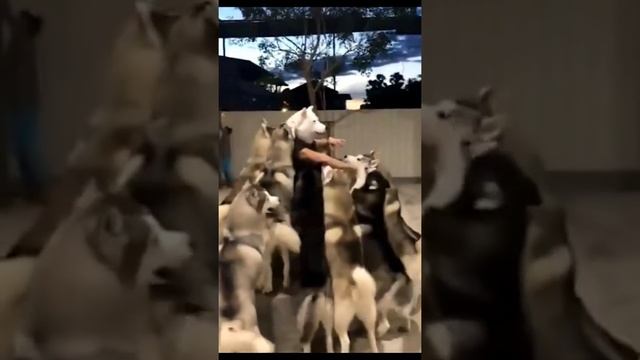 Солянка позитива - 15..) смотреть онлайн