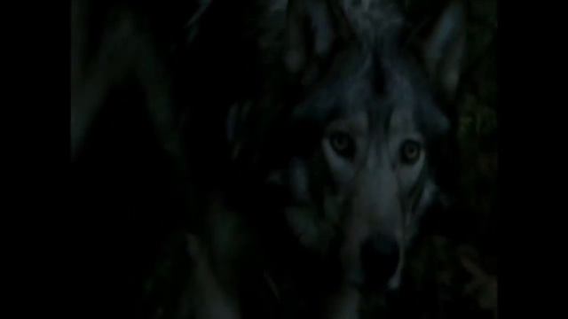 Волк и "голоса" смотреть онлайн