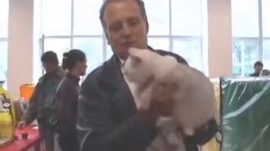 Кошки Шиншилла