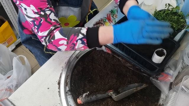 ЛОБЕЛИЯ  посев  без пикировки и перевалки. Мой любимый способ