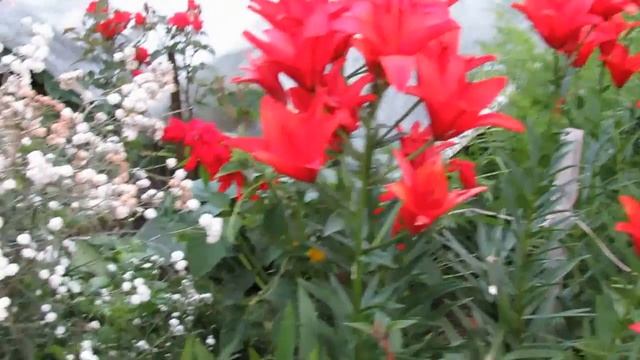 Гортензия, сальвия, клещевина... смотреть онлайн