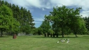 Голуби Германии Сергея. Хребтова.