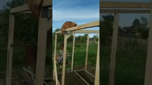 Самая бюджетная теплица!!!