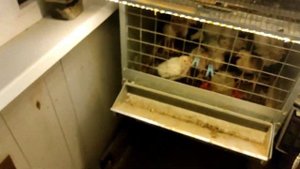 Содержание перепелов в квартире. На балконе.