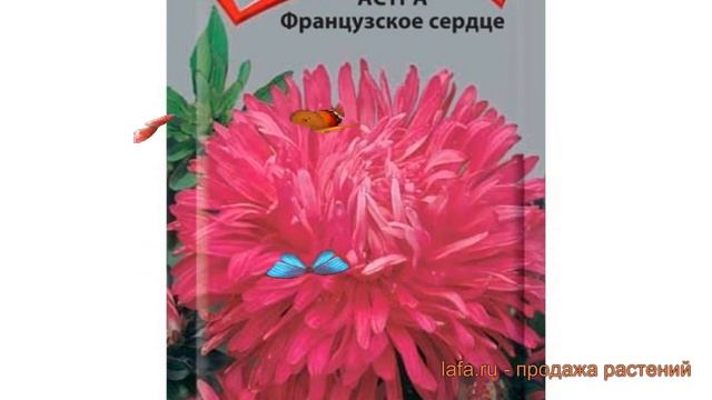 Астра обыкновенный Французское сердце ? обзор: как сажать, семена астры Французское сердце смотреть онлайн