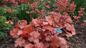 Гейхера гибридная Черри Кола (heuchera cherry cola) ? обзор: как сажать, рассада гейхеры Черри Кола