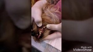 Ультразвуковая чистка зубов собаке