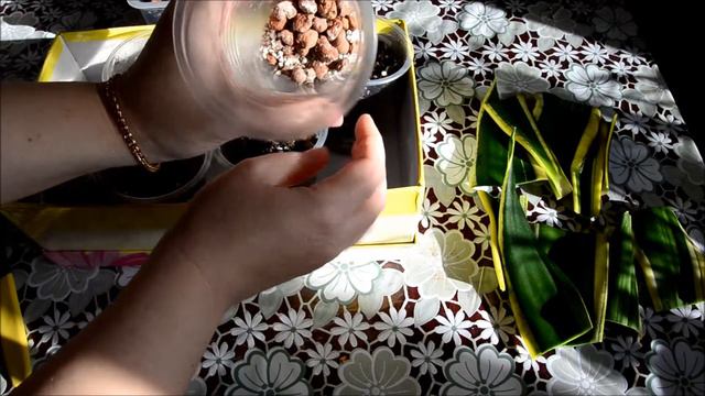 ✅🌸 Сансевиерия Лауренти Размножение листом 1 Часть