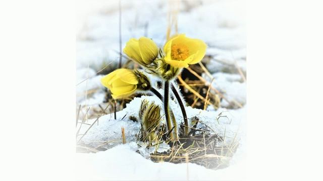 День подснежника!С весенним чудом! Оригинальная музыкальная открытка. смотреть онлайн