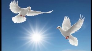 Андрей Бандера Голуби