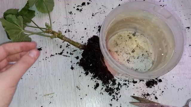 ГЕРАНЬ НЕ ВЫБРАСЫВАЕМ, спасаем чахнущее растение и стимулируем активный рост в итоге пышное здорово смотреть онлайн