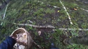 Грибы завалили лес! 40 литров на засолку, когда белых грибов мало! Млечники - прекрасные грибы!